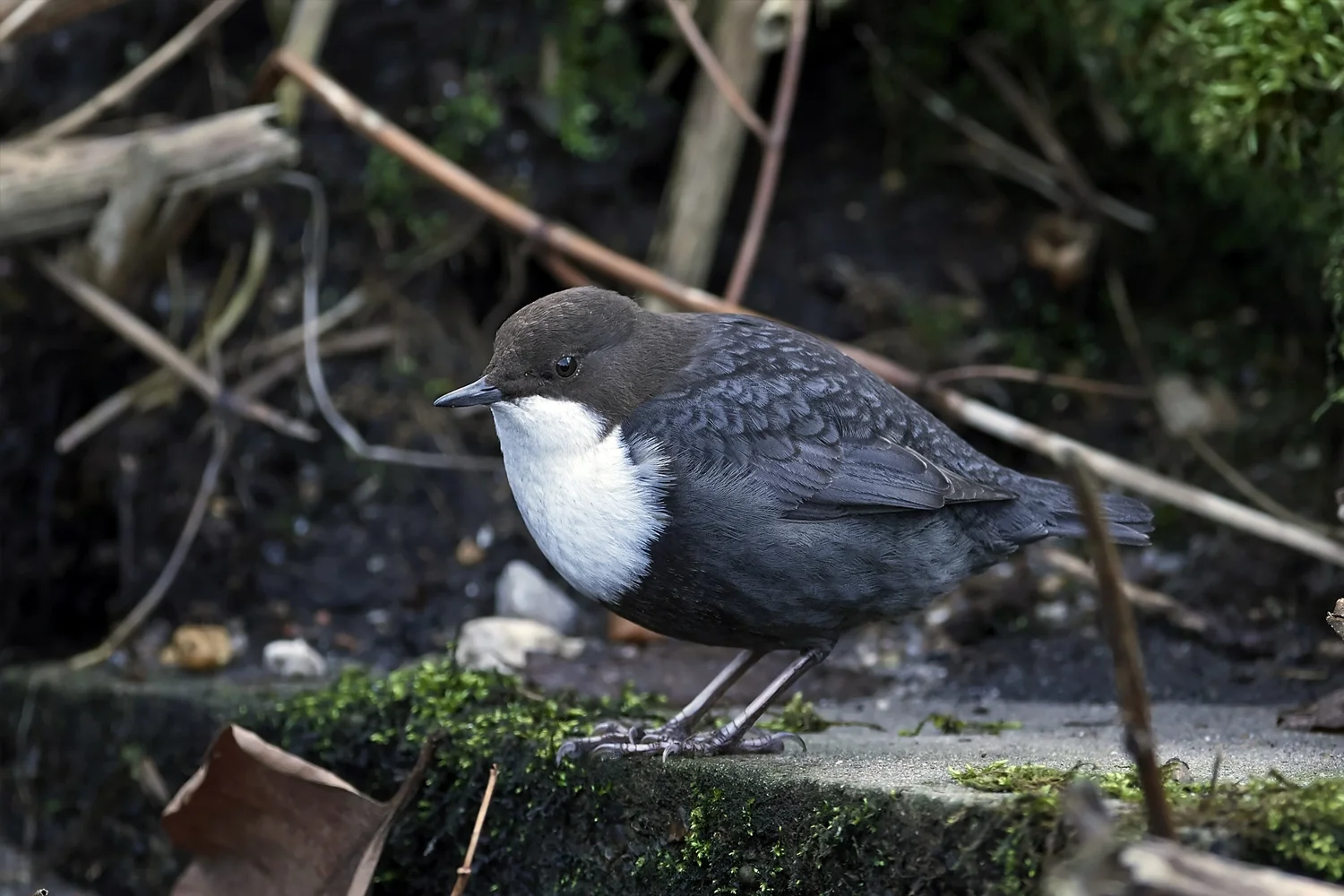 White-throated Dipper