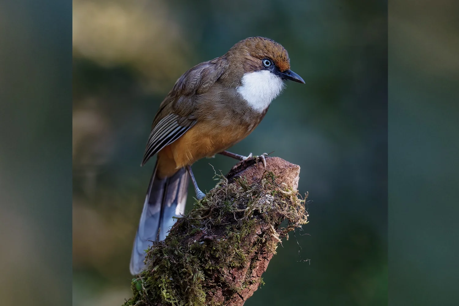 White-throated Laughingthrush