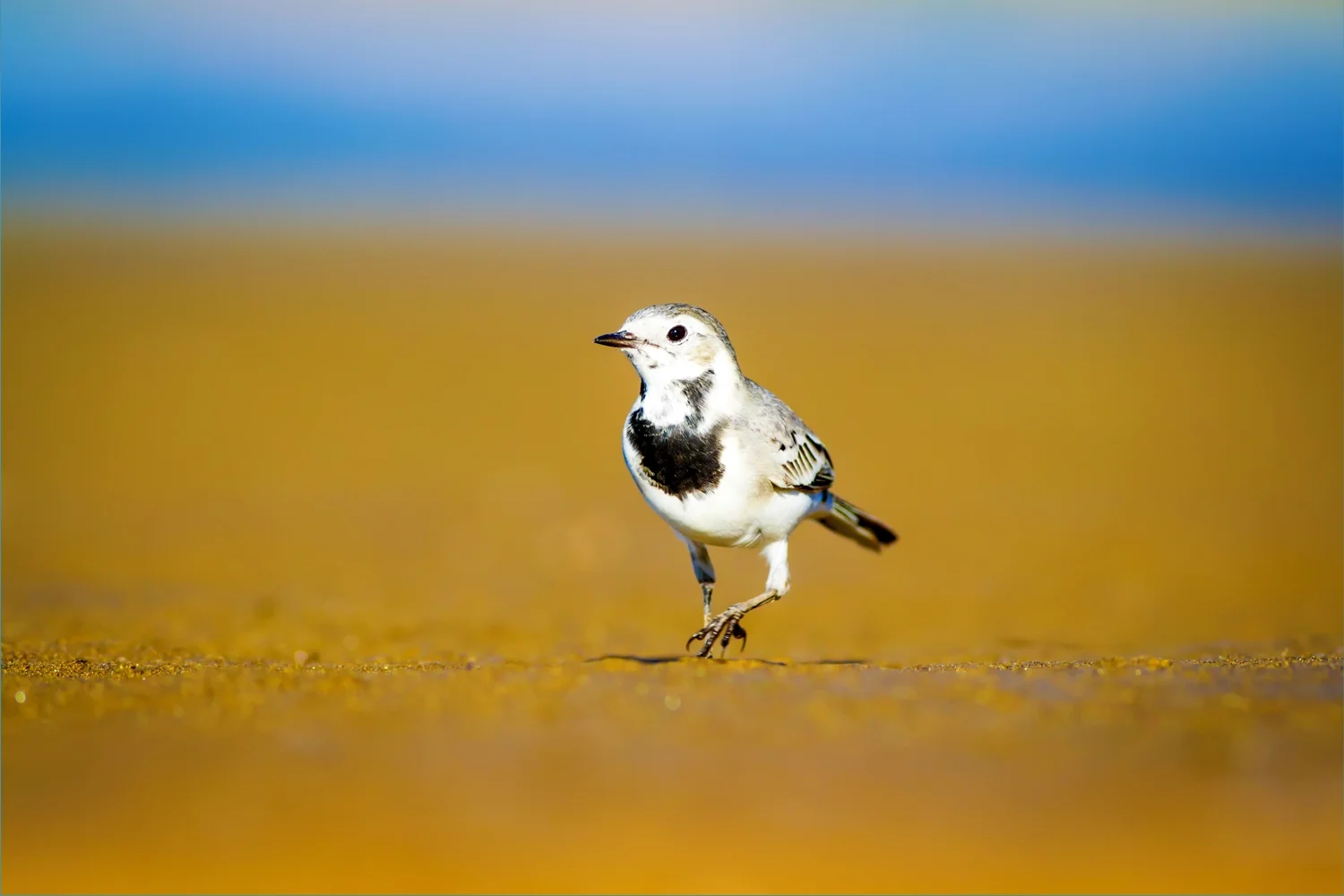 White Wagtail