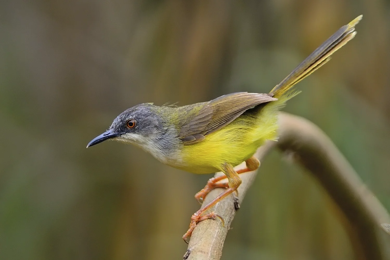 Yellow-bellied Prinia