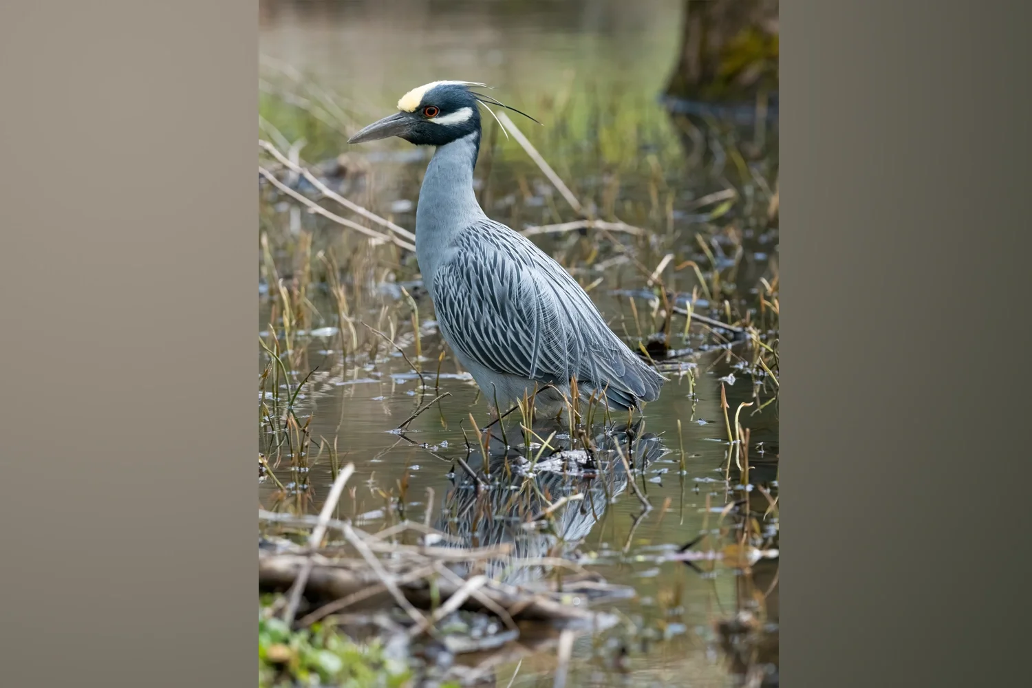 Yellow-crowned Night Heron
