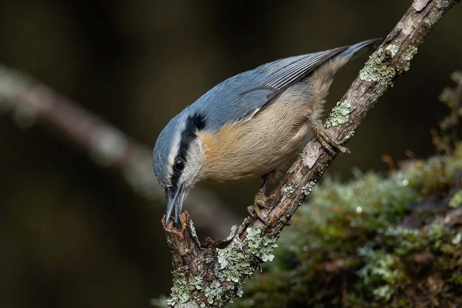 Yunnan Nuthatch