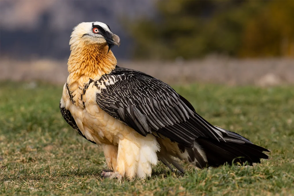 Bearded Vulture