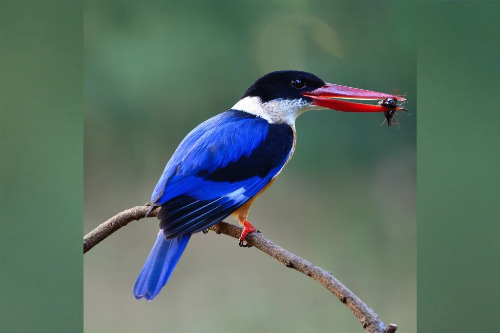 black-capped-kingfisher