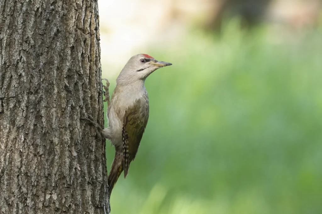 black-naped-woodpecker-%7C-gray-headed-woodpecker