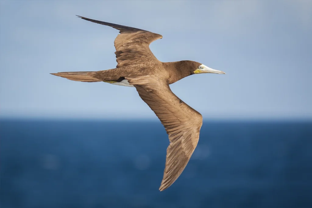 brown-booby