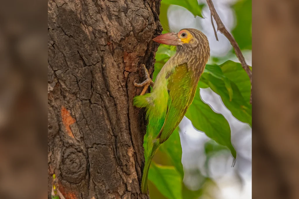 brown-headed-barbet