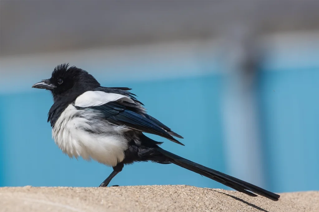 eurasian-magpie
