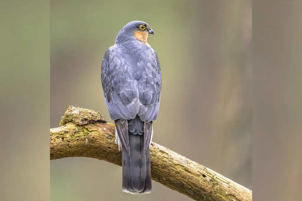 eurasian-sparrowhawk