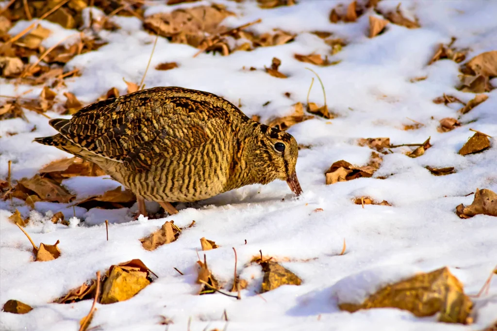 eurasian-woodcock