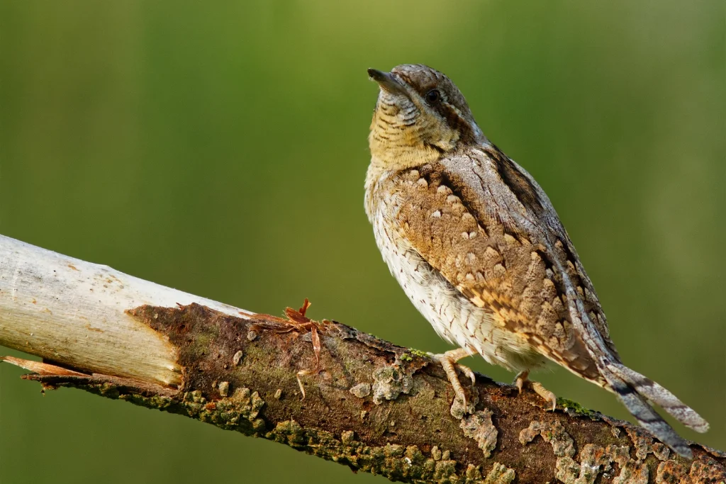 eurasian-wryneck