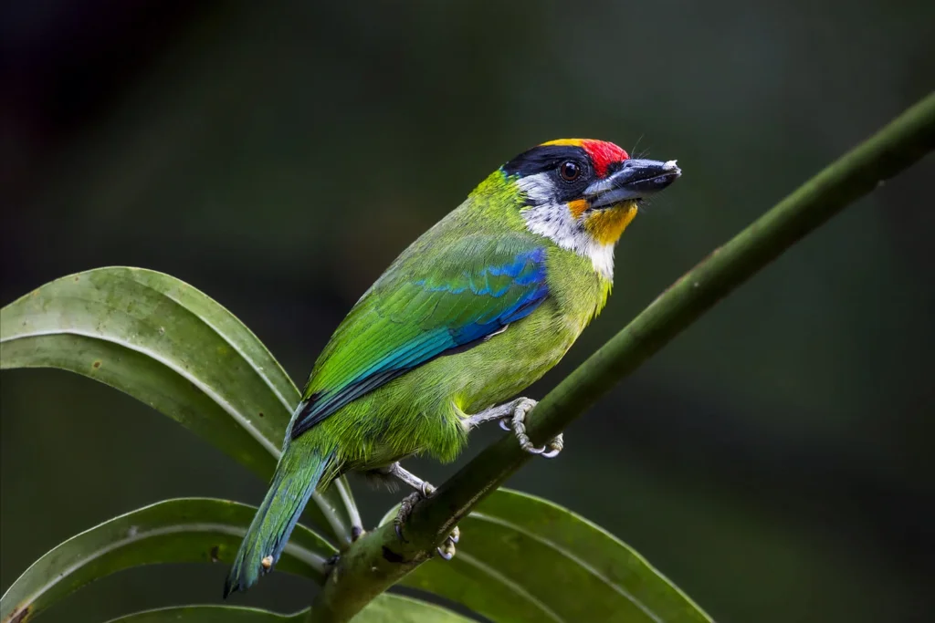 golden-throated-barbet