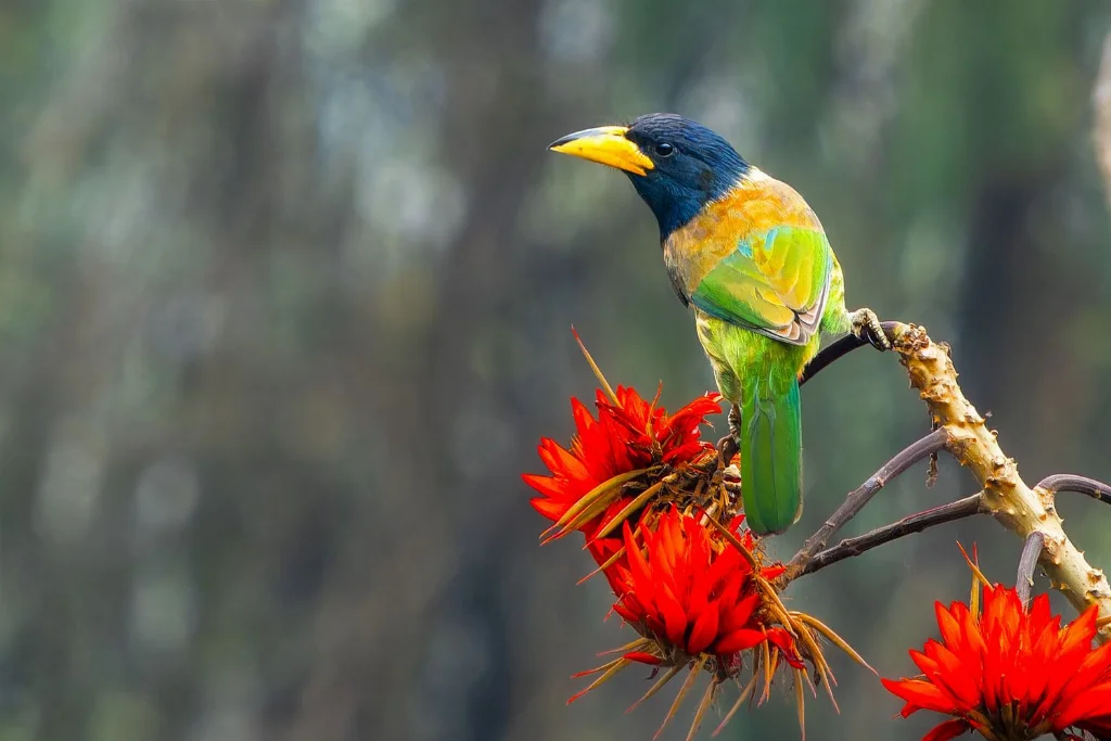 great-barbet