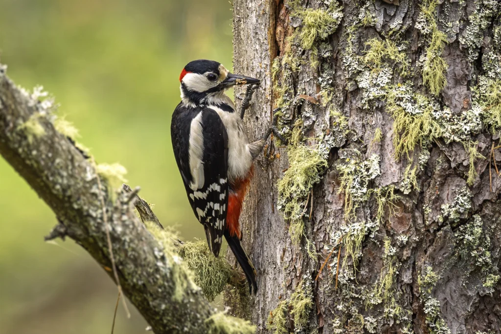 great-spotted-woodpecker