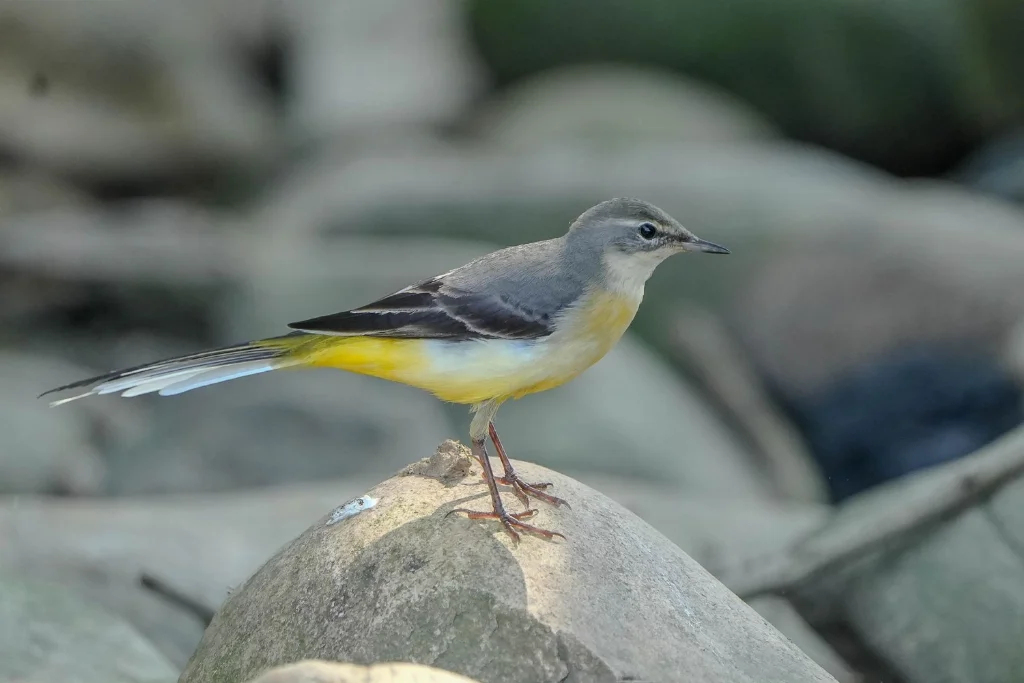 grey-wagtail