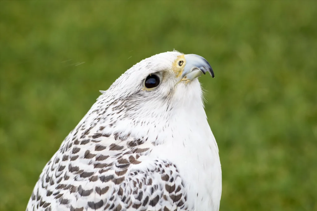 gyrfalcon