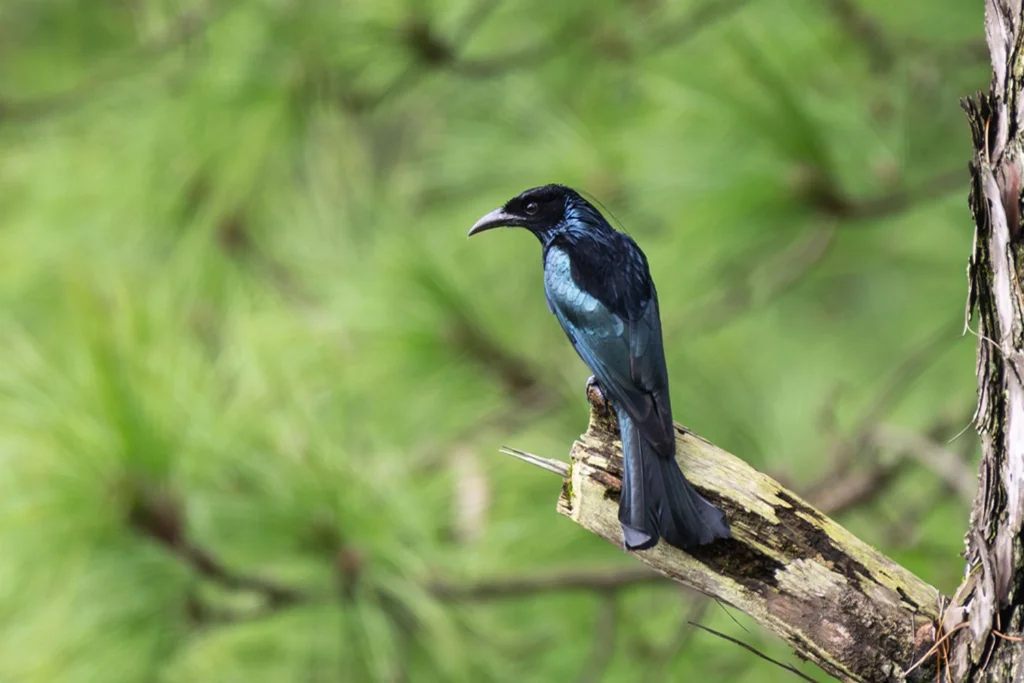 hair-crested-drongo