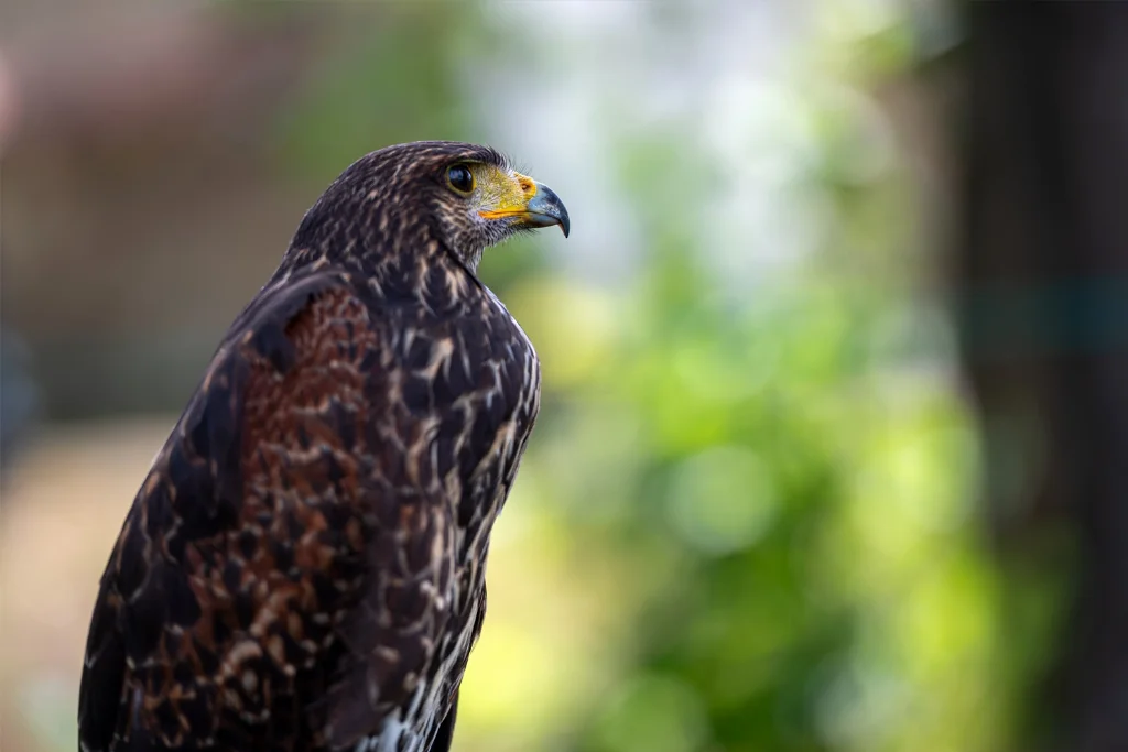 harris%27s-hawk