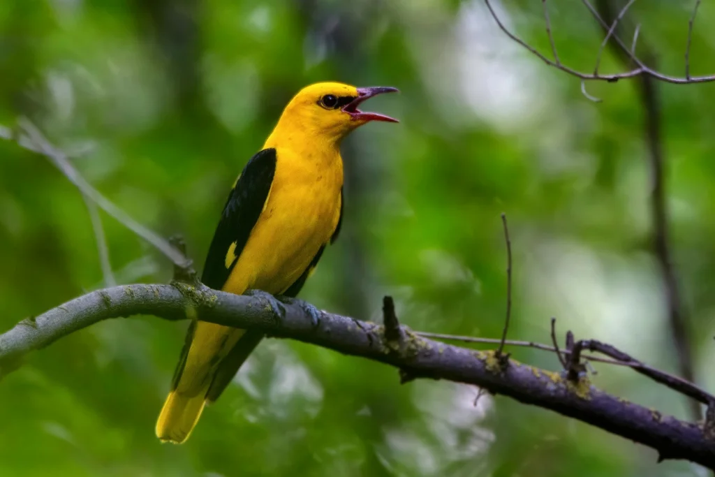 indian-golden-oriole