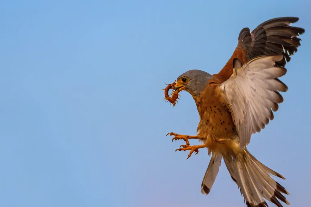 lesser-kestrel