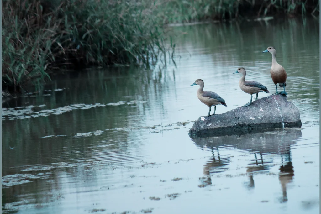 lesser whistling duck