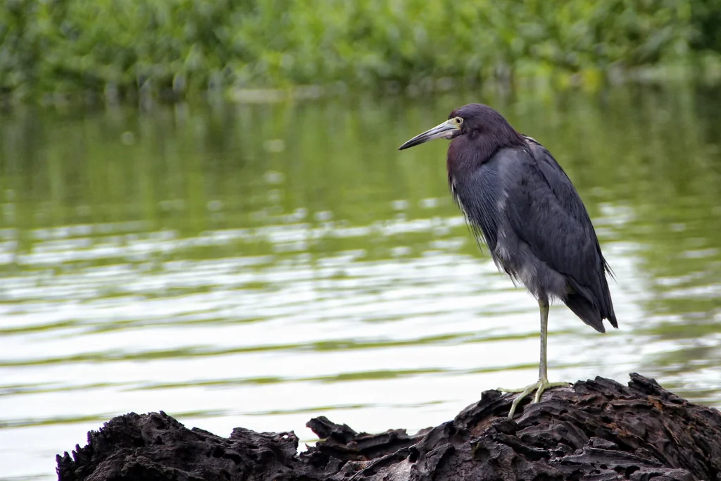 little-blue-heron