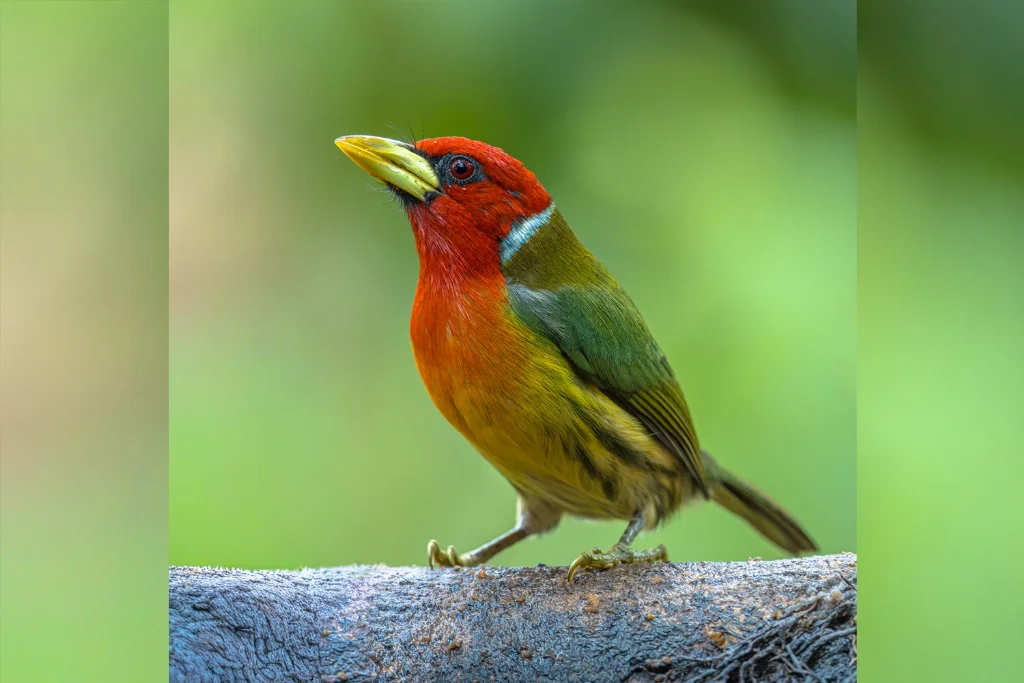 red-headed-barbet