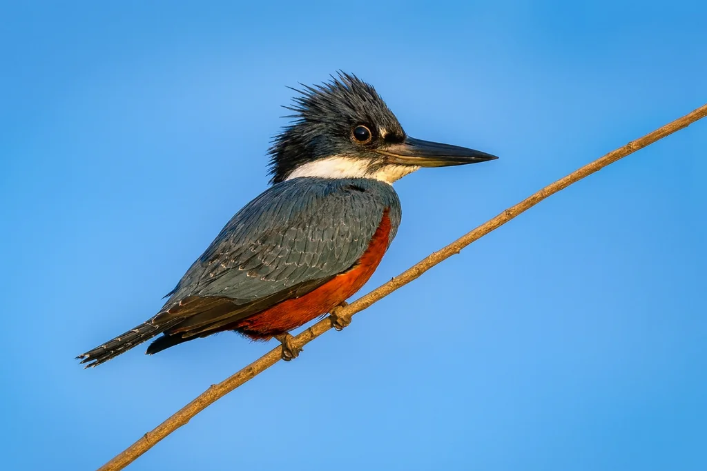 Ringed Kingfisher