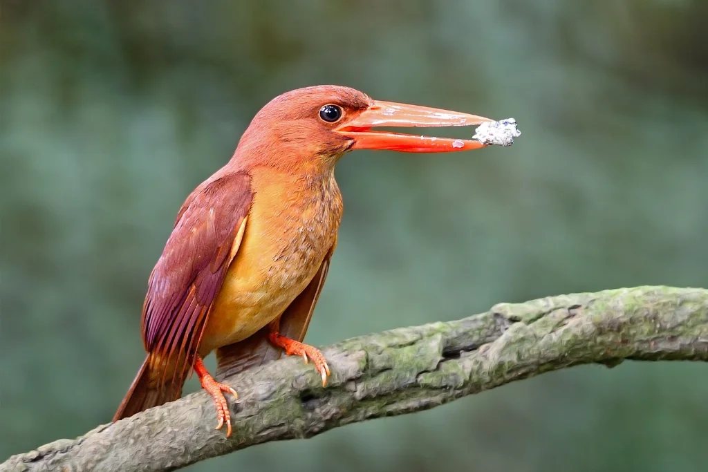 ruddy-kingfisher
