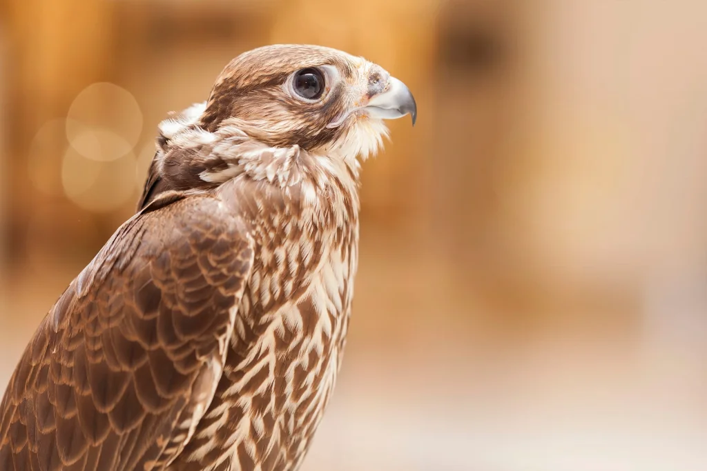 saker-falcon