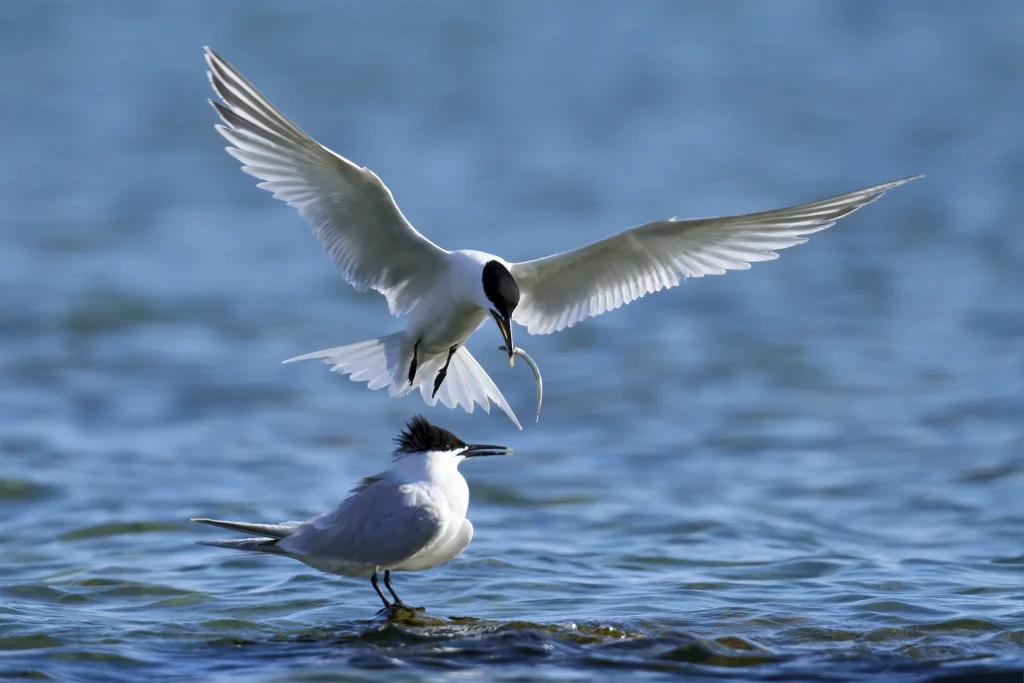 sandwich-tern