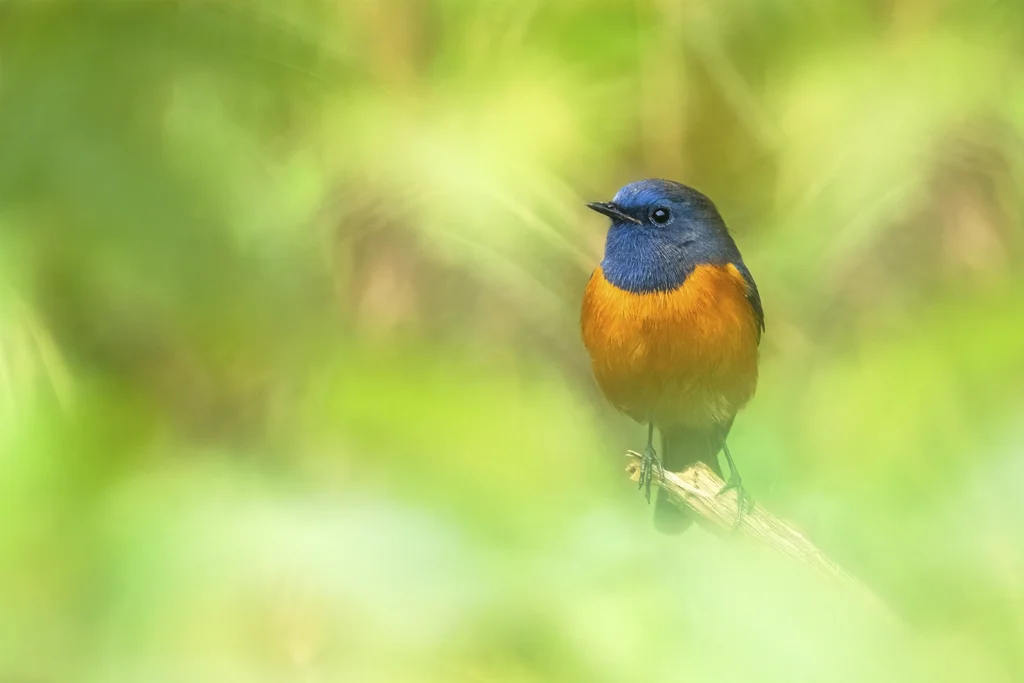 Slaty-backed Flycatcher
