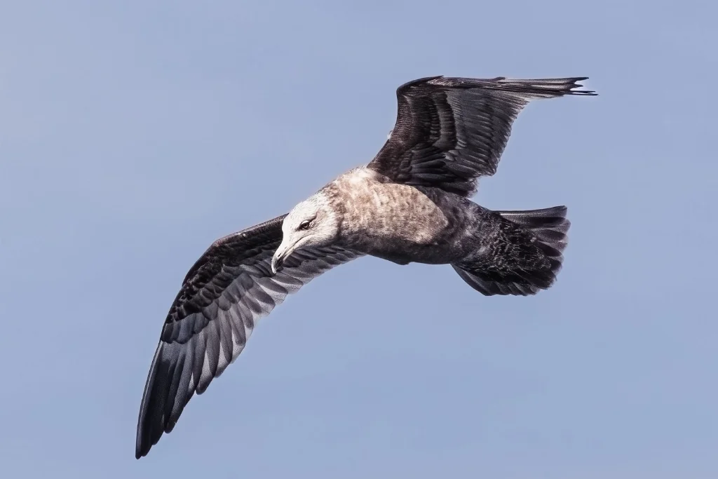 south-polar-skua