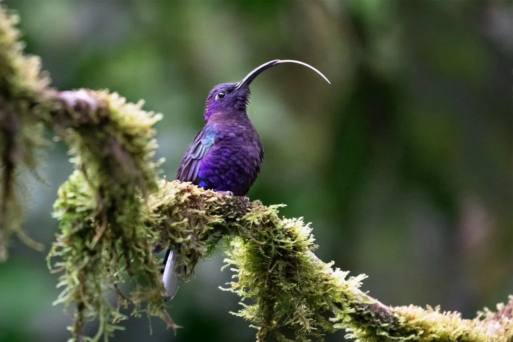 violet-sabrewing