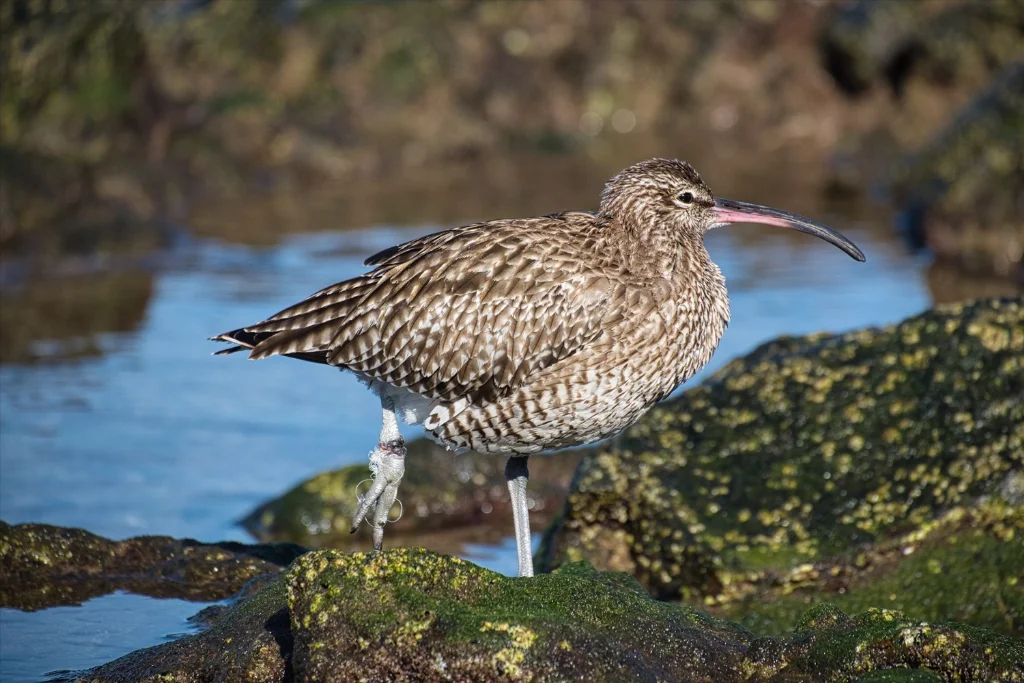 whimbrel