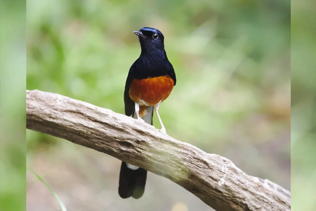 white-rumped-shama