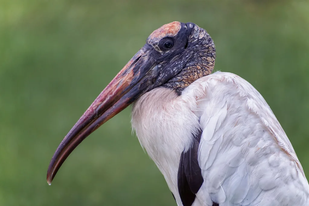 wood-stork