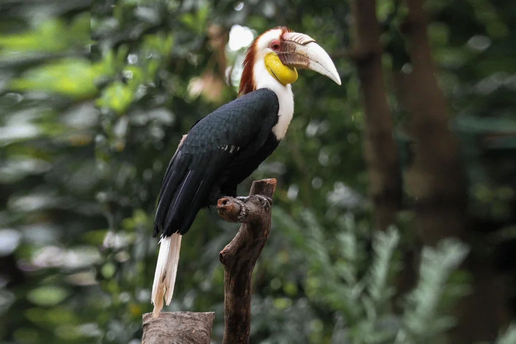 wreathed-hornbill