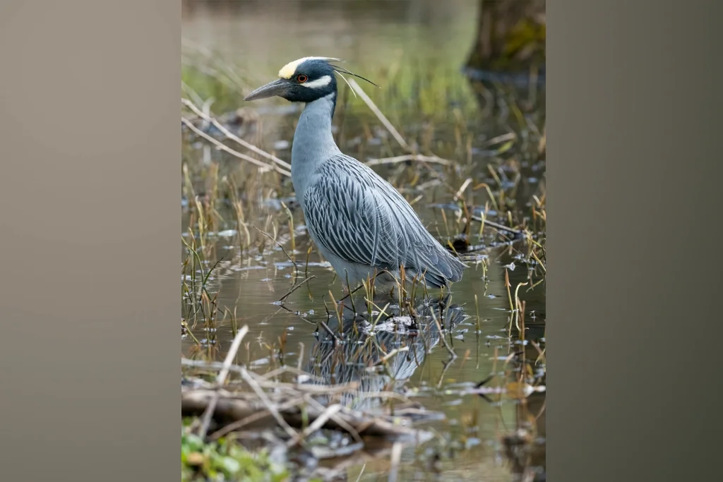 yellow-crowned-night-heron