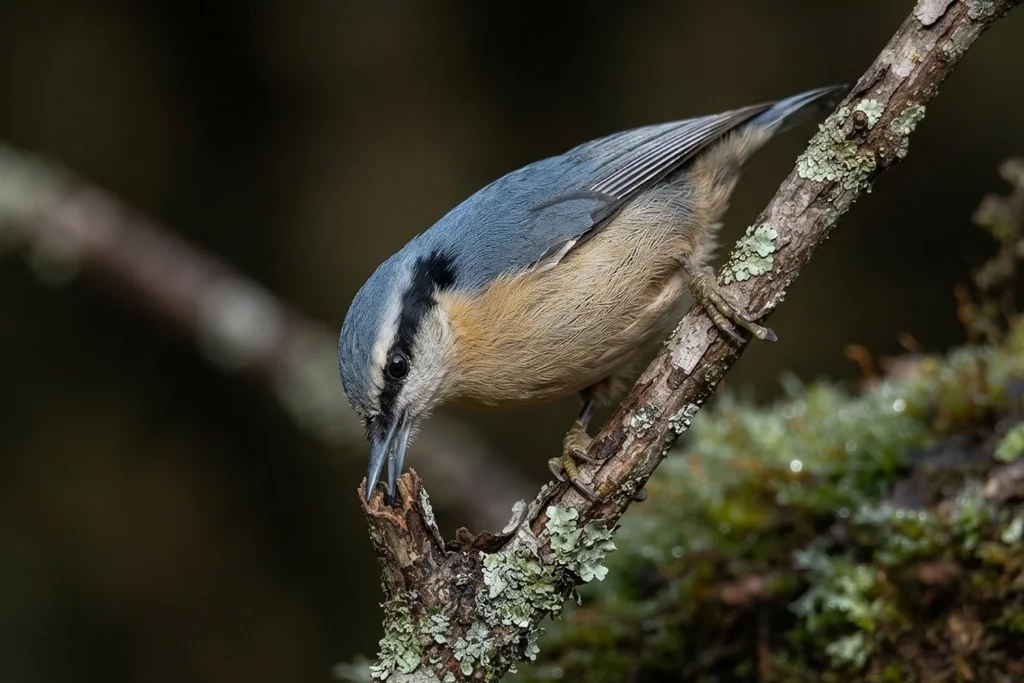 yunnan-nuthatch