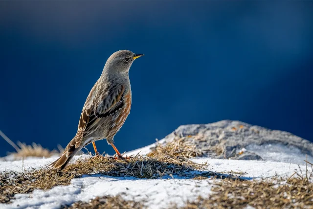 Alpine Accentor