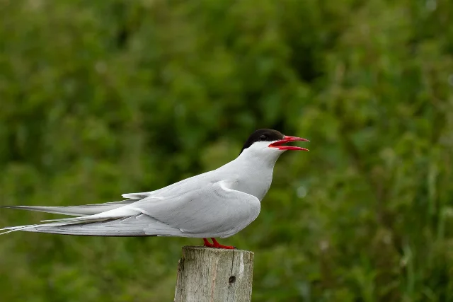 Arctic Tern