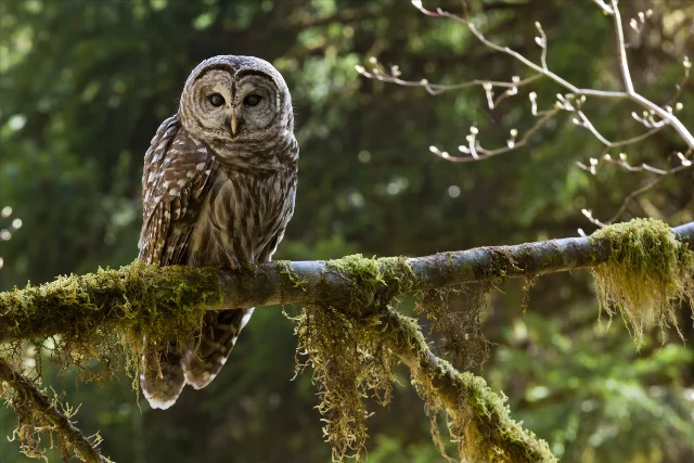 uploads/small/barred-owl.webp