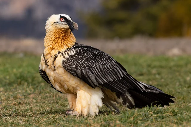 Bearded Vulture