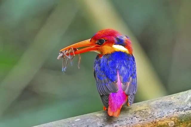 Black-backed Dwarf-kingfisher