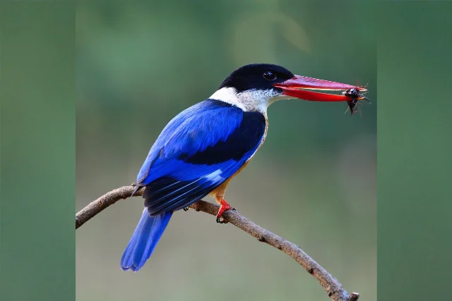 Black-capped Kingfisher