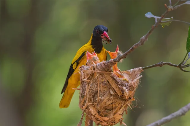 Black-hooded Oriole