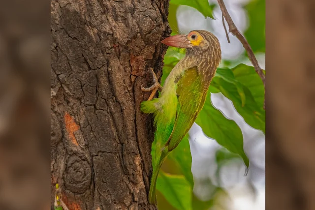 Brown-headed Barbet
