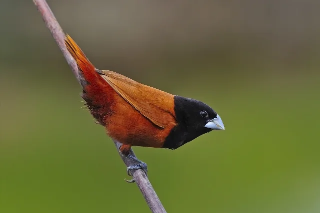 Chestnut Munia