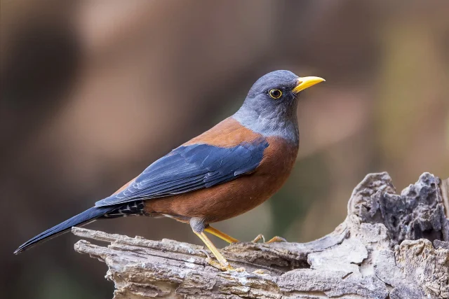 Chestnut Thrush